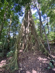 Ficus dendrocida