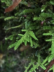 Claopodium