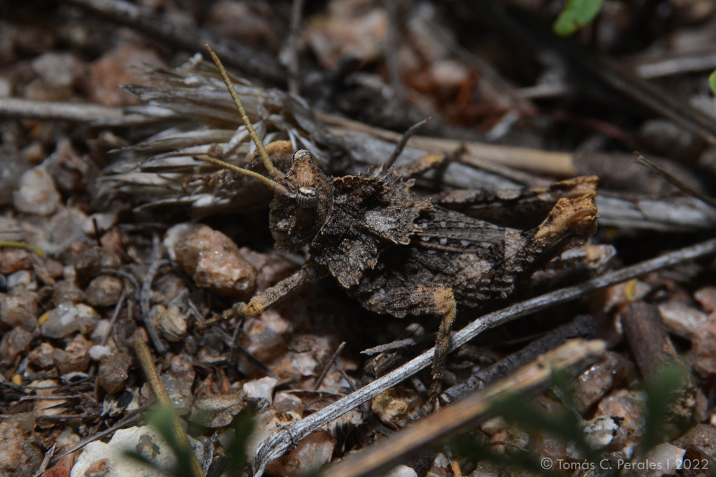 Spathalium audouinii