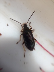 Tanychilus metallicus