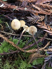 Mycetinis copelandii