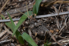 Spathalium audouinii