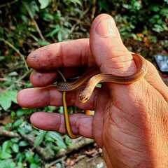 Dibernardia bilineata