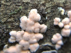 Aleurodiscus amorphus