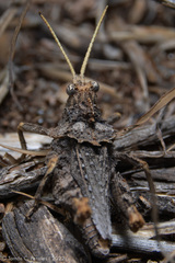 Spathalium audouinii