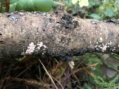 Aleurodiscus amorphus