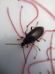 Tanychilus metallicus