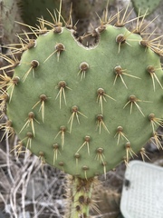 Opuntia oricola