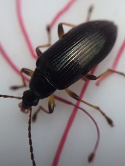 Tanychilus metallicus