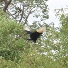 Bucorvus abyssinicus