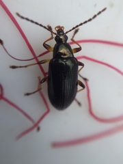 Tanychilus metallicus