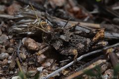 Spathalium audouinii