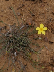Linum macraei