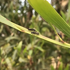 Dolichoderus scabridus