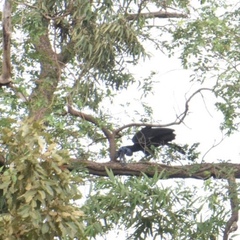 Bucorvus abyssinicus