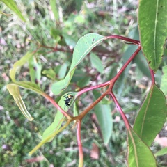 Dolichoderus scabridus