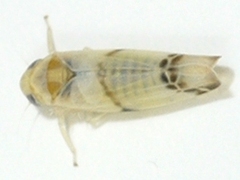 Typhlocybini