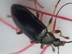 Tanychilus metallicus