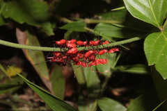 Spartocera