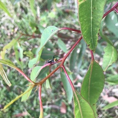Dolichoderus scabridus