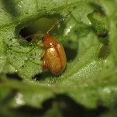 Longitarsus jacobaeae