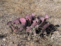 Opuntia azurea