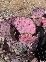 Opuntia azurea