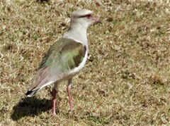 Vanellus resplendens