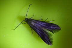 Schreckensteinia erythriella