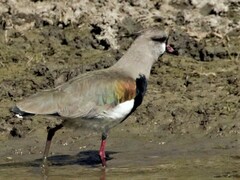 Vanellus chilensis lampronotus