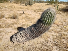 Ferocactus peninsulae