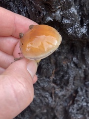 Pholiota velaglutinosa