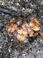 Pholiota velaglutinosa