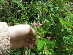 Rubus parvifolius