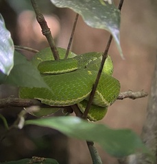 Bothriechis lateralis