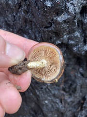 Pholiota velaglutinosa
