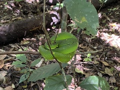 Bothriechis lateralis