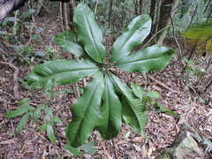 Anthurium pentaphyllum