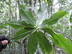Anthurium pentaphyllum