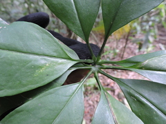 Anthurium pentaphyllum