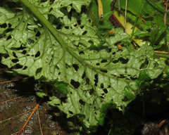 Longitarsus jacobaeae