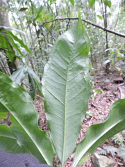 Anthurium pentaphyllum