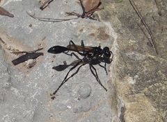 Eremnophila