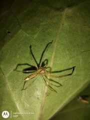 Lyssomanes pauper