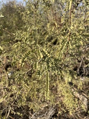 Prosopis velutina