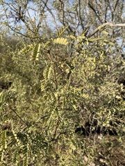 Prosopis velutina