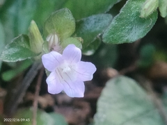Strobilanthes reptans