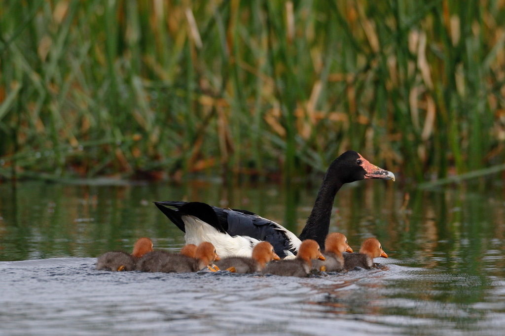 Magpie Geese