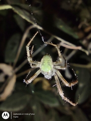 Araneus lathyrinus