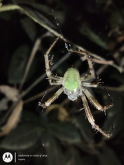Araneus lathyrinus